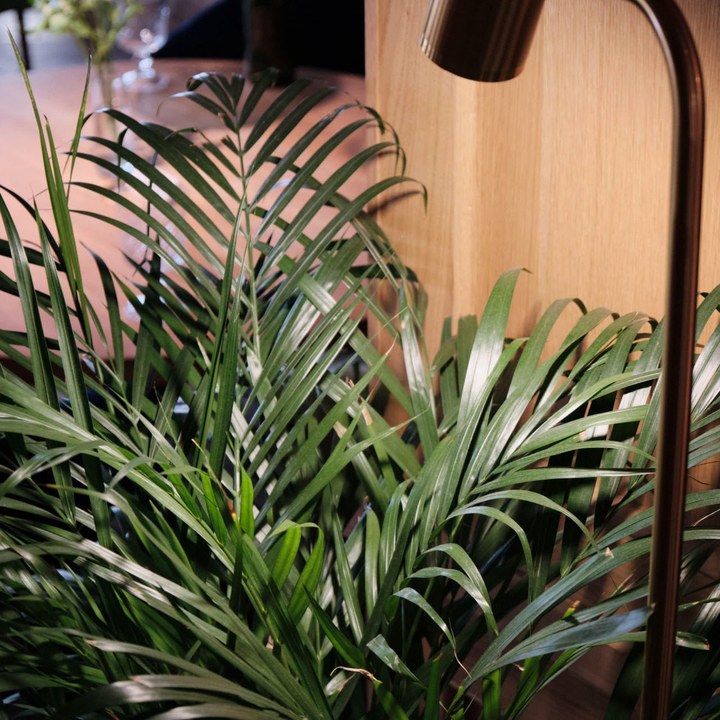 Mağaza / Showroom